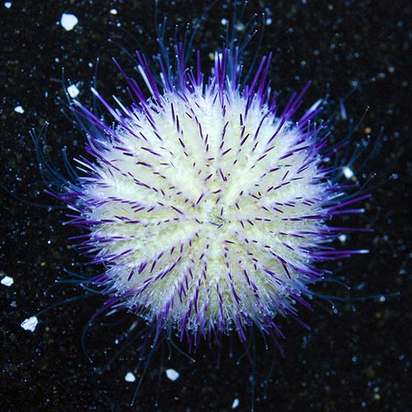 Purple collectors Pincushion Urchin