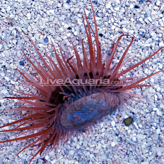 Flying Scallop