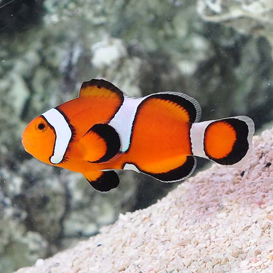 Captive Bred Misbar Clownfish