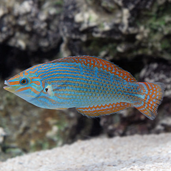 Vrolik's Wrasse