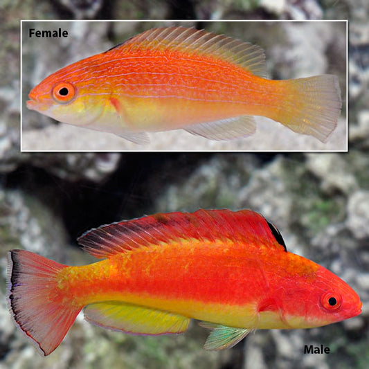 Hooded Flame Fairy Wrasse