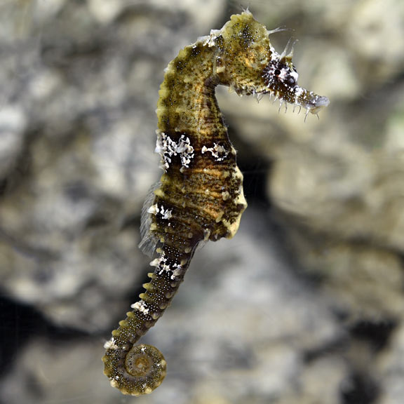 Captive Bred Lined Seahorse