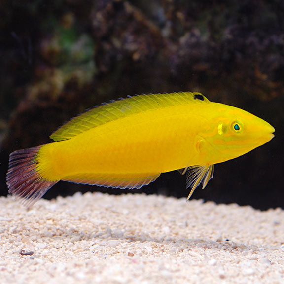 Yellow Coris Wrasse