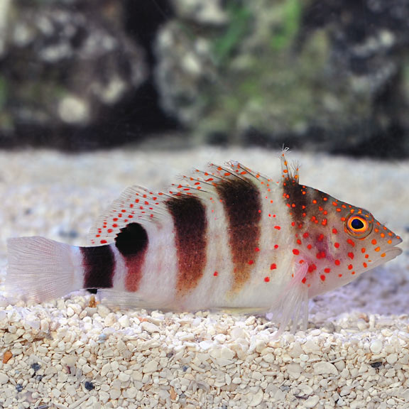 Red Spot Hawkfish