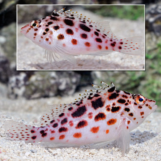 Pixie Hawkfish