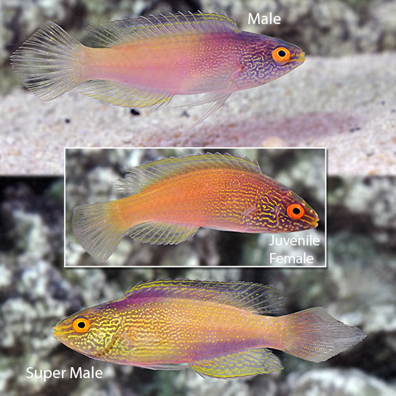 Female Golden Rhomboid Wrasse