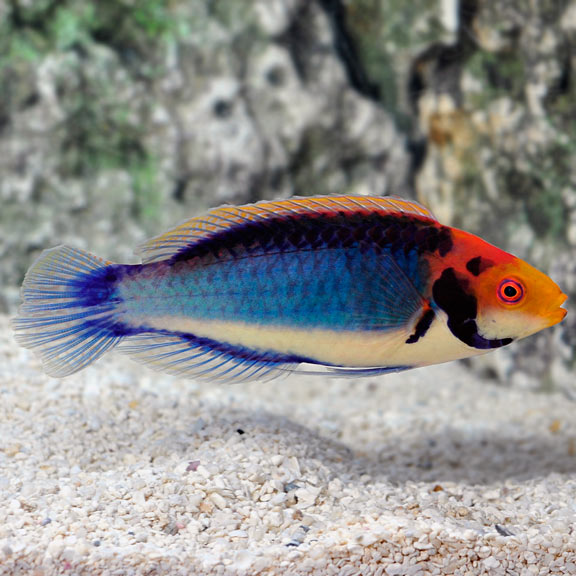 Red Head Solerensis Wrasse
