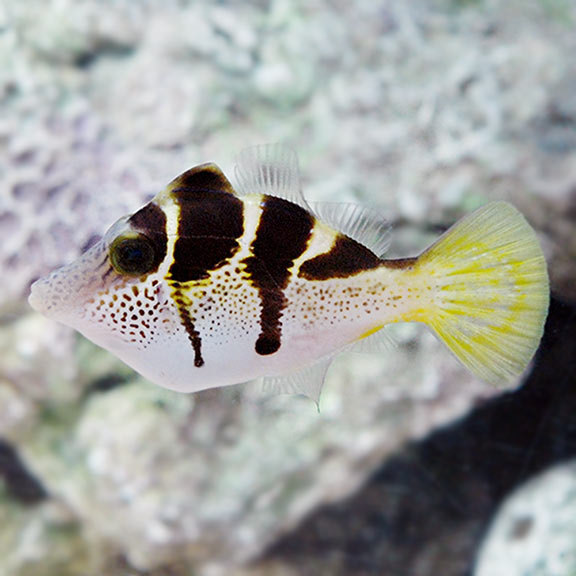 Mimic Sadle Puffer Filefish