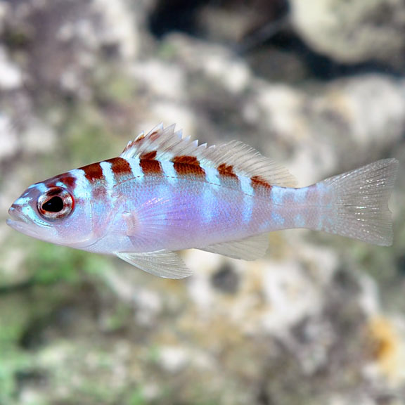 Buy Corals fish online | Aquarium fishes| Saltwater fish for sale ...