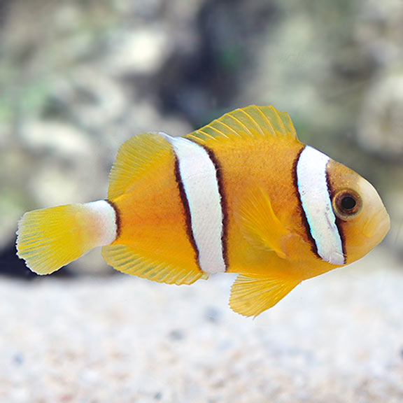 Captive Bred Clarki Clownfish