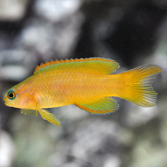 Yellow Assessor Basslet