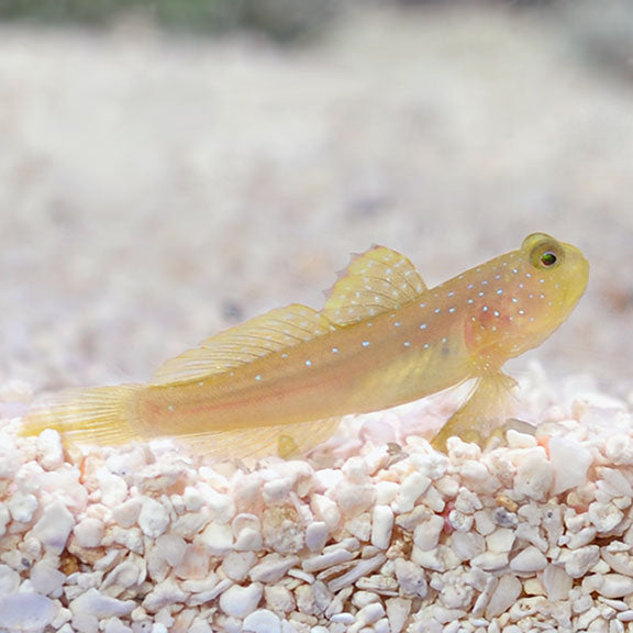 Captive Bred False Yellow Watchman Goby