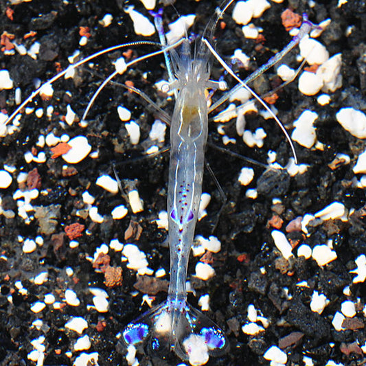 Pederson Cleaner Shrimp