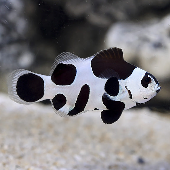 Captive Bred Black Storm Clownfish
