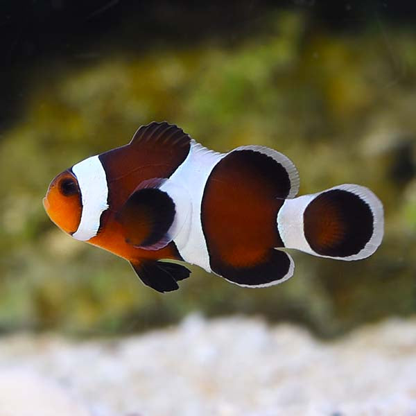 Captive Bred Mocha Oscellaris Clownfish