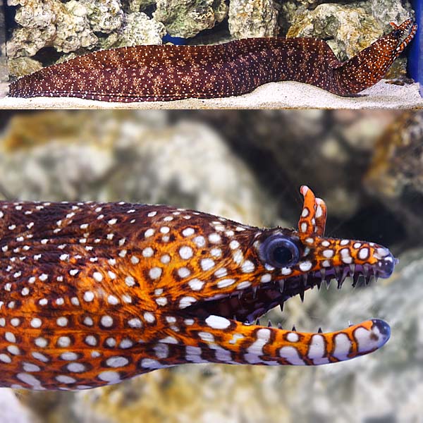 Dragon Eel Male
