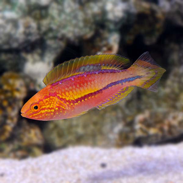 Male Splendid Pin-Tail Fairy Wrasse