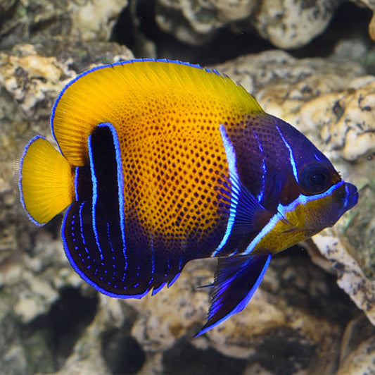 Majestic Angelfish