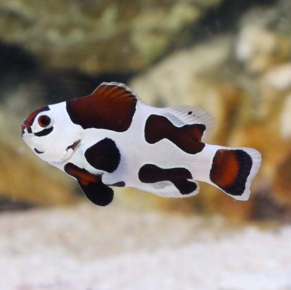 Captive Bred Mocha Storm Clownfish