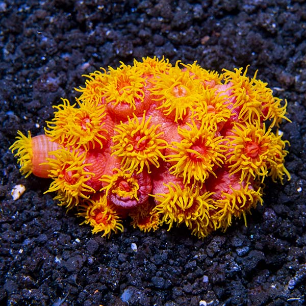Orange Sun Coral Colony