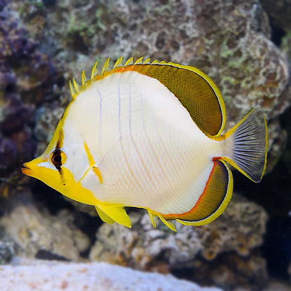 Yellow Head Butterfly