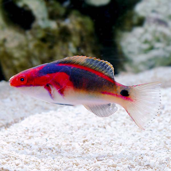 Exquisite Fairy Wrasse