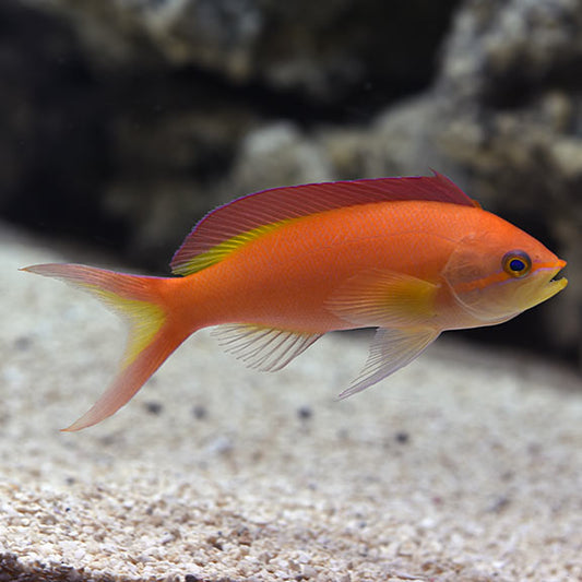 Flame Anthias