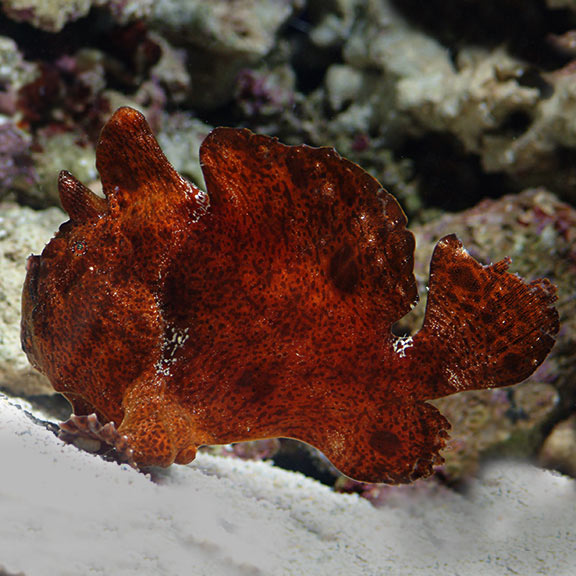 Red/Orange Anglerfish