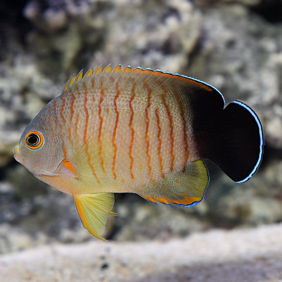 Eibli's Angelfish