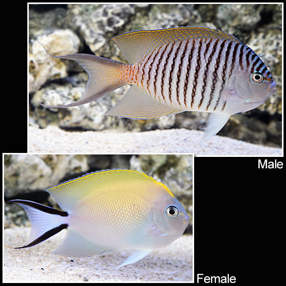 Captive Bred Female Swallowtail Zebra Angelfish