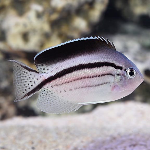 Female Lamarck's Angelfish