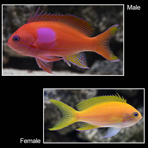 Squareback Anthias