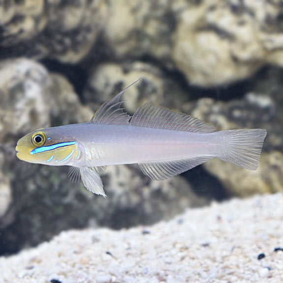 Gold Head Sand Sifting Goby