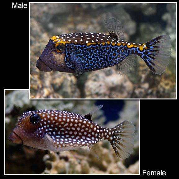 Blue Boxfish