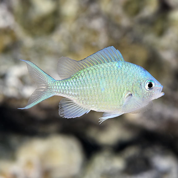Blue/Green Chromis