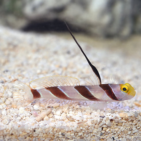Hi-Fin Red Banded Goby
