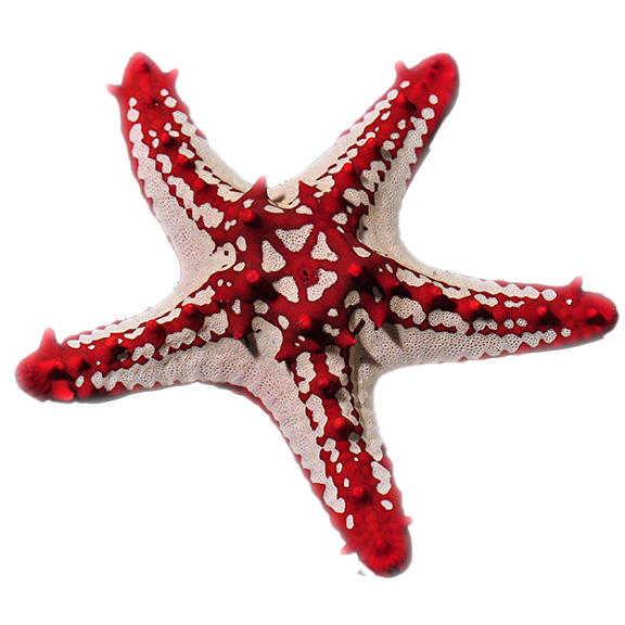 Red Knob Starfish