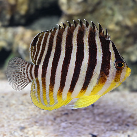 Captive Bred Many Banded Misbar Angelfish