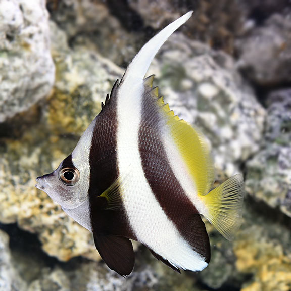 Longfin Bannerfish