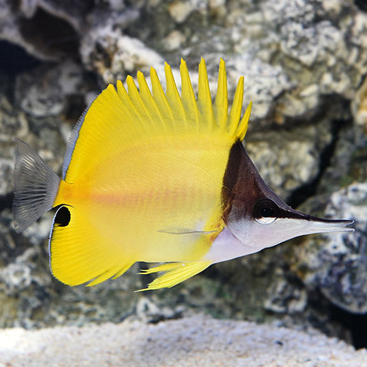 Long Nose Butterflyfish