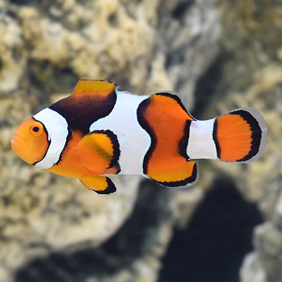 Wild Caught Black Onyx True Percula Clownfish