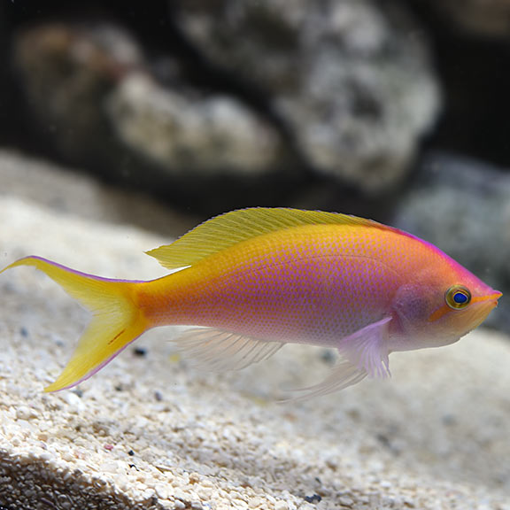 Bartlett's Fairy Anthias