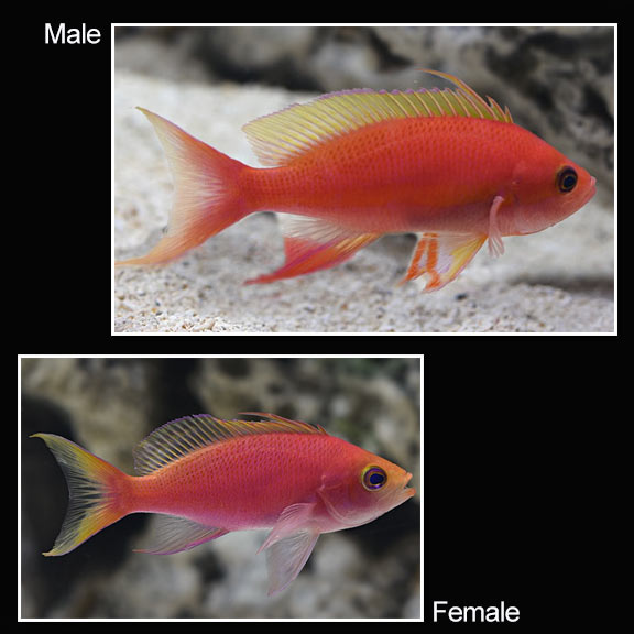 Tierra Anthias