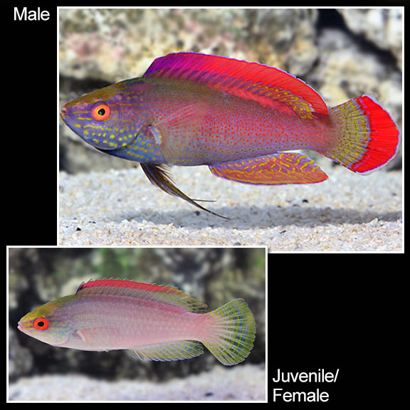 Pink Margin Wrasse