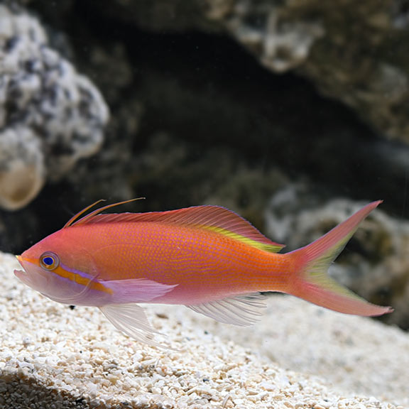 Anthias – Candy Corals