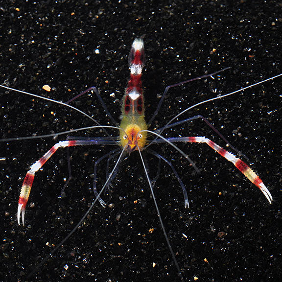 Yellow Coral Banded Shrimp