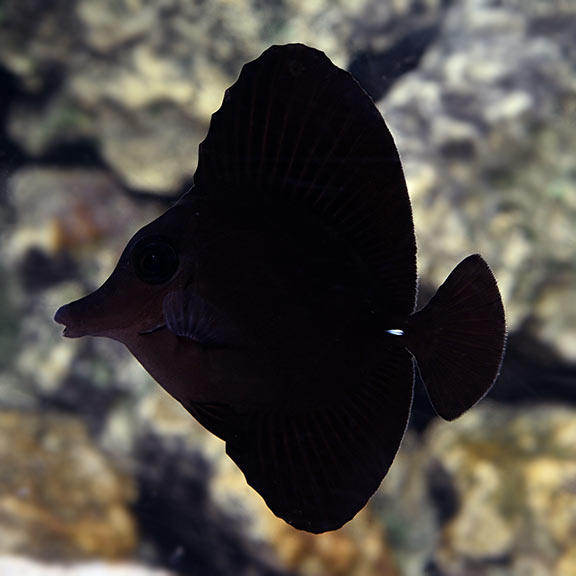 Black Longnose Tang