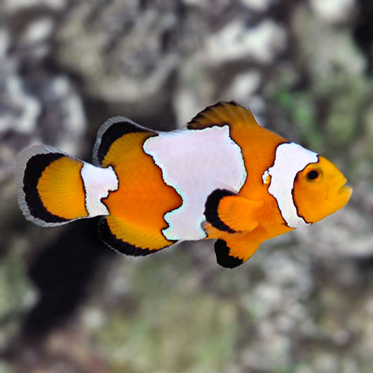 Snowflake Oscellaris Clownfish
