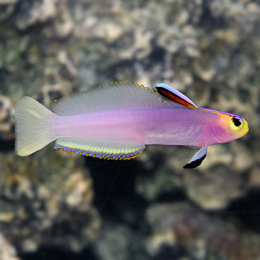 Goby – Candy Corals