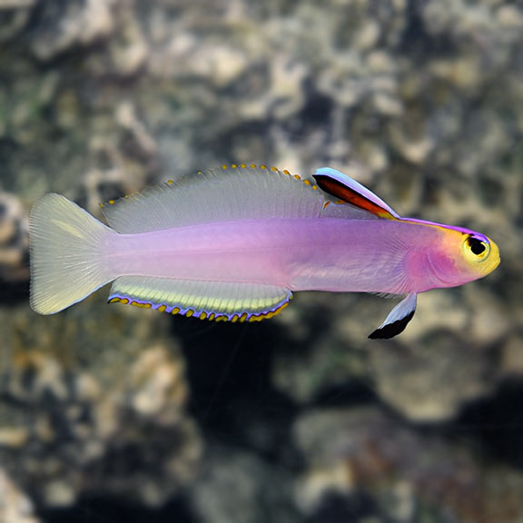 Helfrichi Firefish Goby